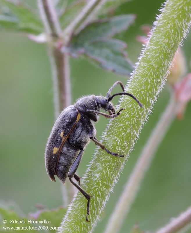 tesařík, Brachyta interrogationis (Linnaeus, 1758), Rhagiini, Cerambycidae (Brouci, Coleoptera)